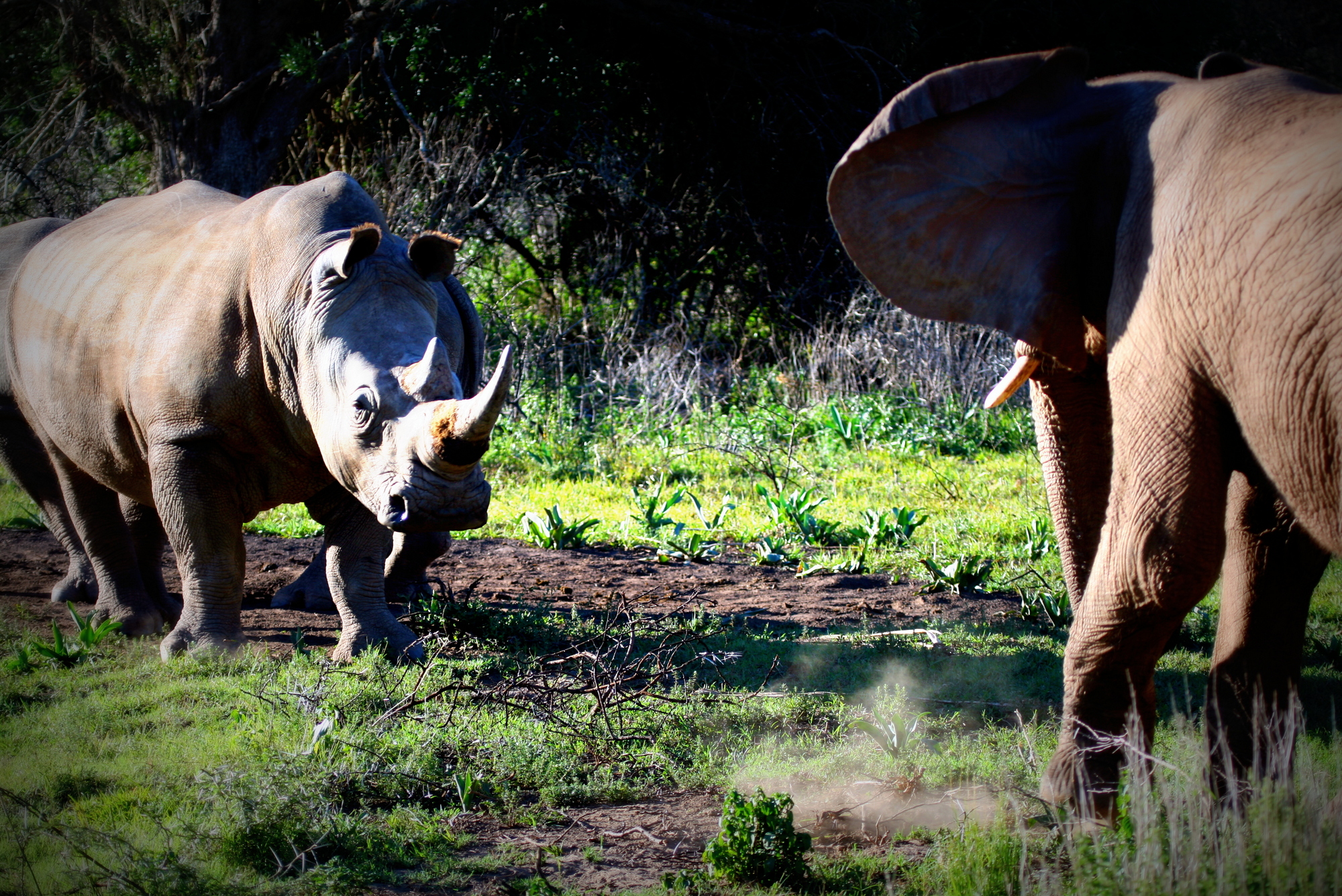 Rhino And Elephant Fight